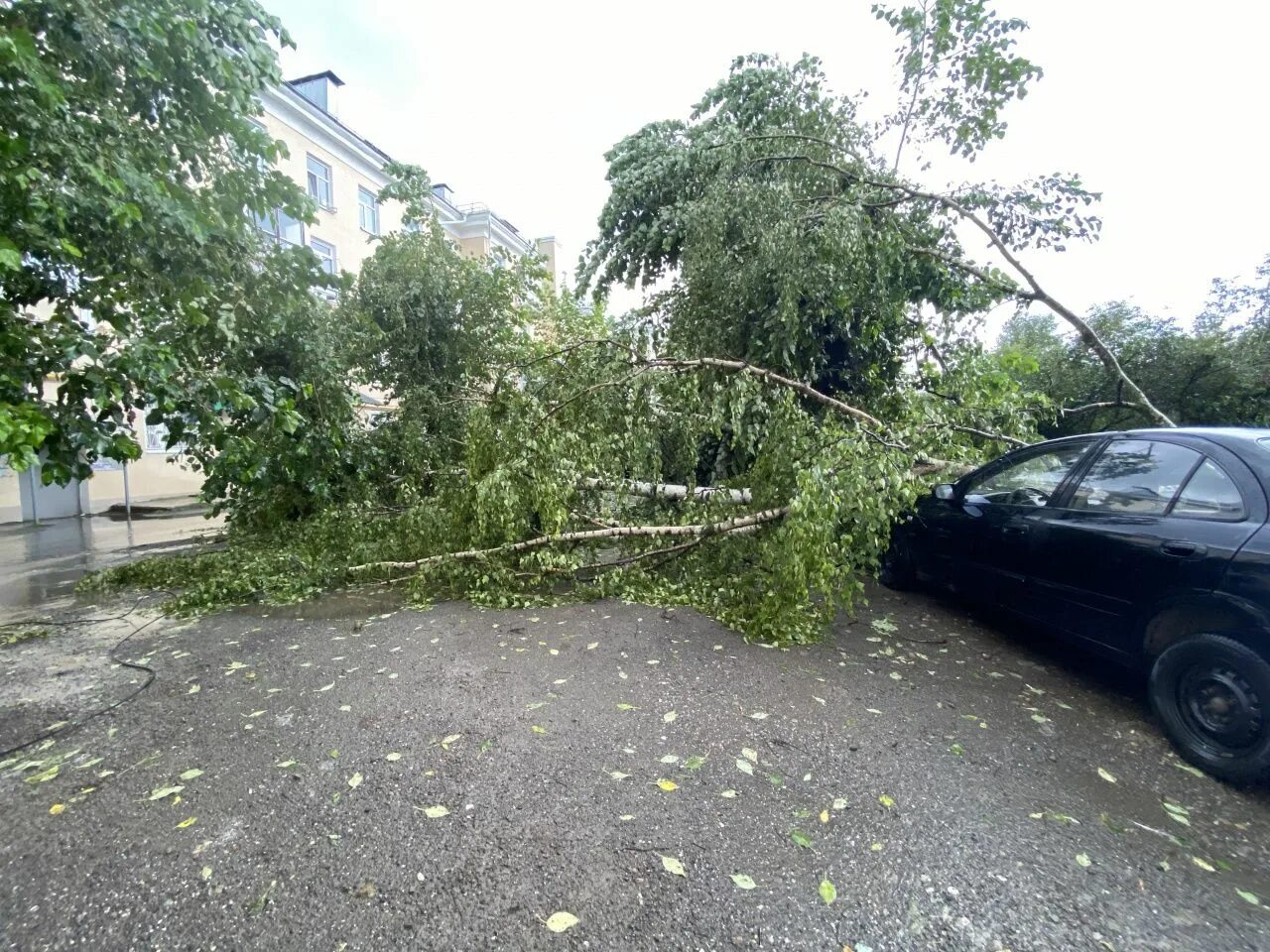 Дерево упало на частный дом. Упавшее дерево. Последствия сильного ветра. Ветер упало дерево