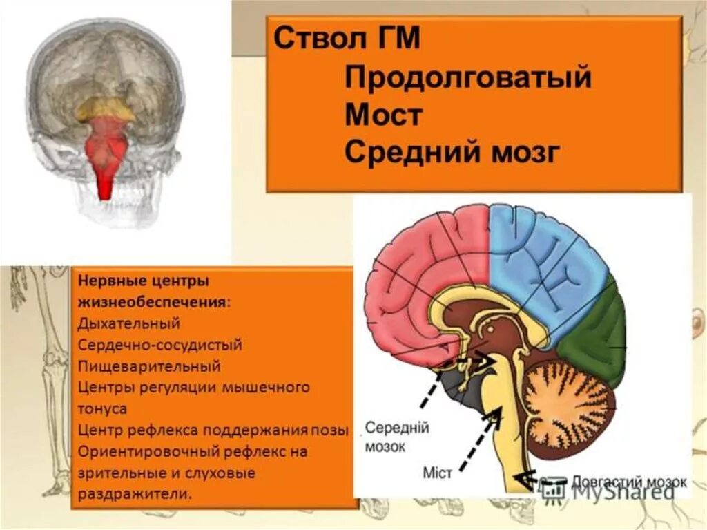 Продолговатый мозг нервные центры регуляции