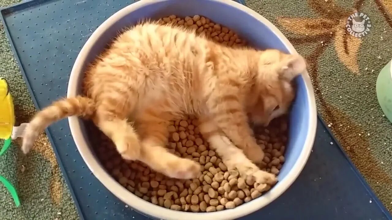 смешные ролики про людей до слёз. смешных животных. девушка с собакой на пляже. смешные ролики до слез. забавные ситуации с животными.