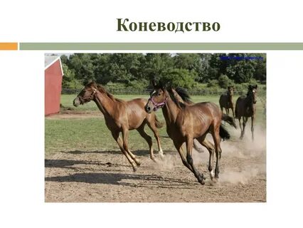 Лошадь окружающий мир 3 класс