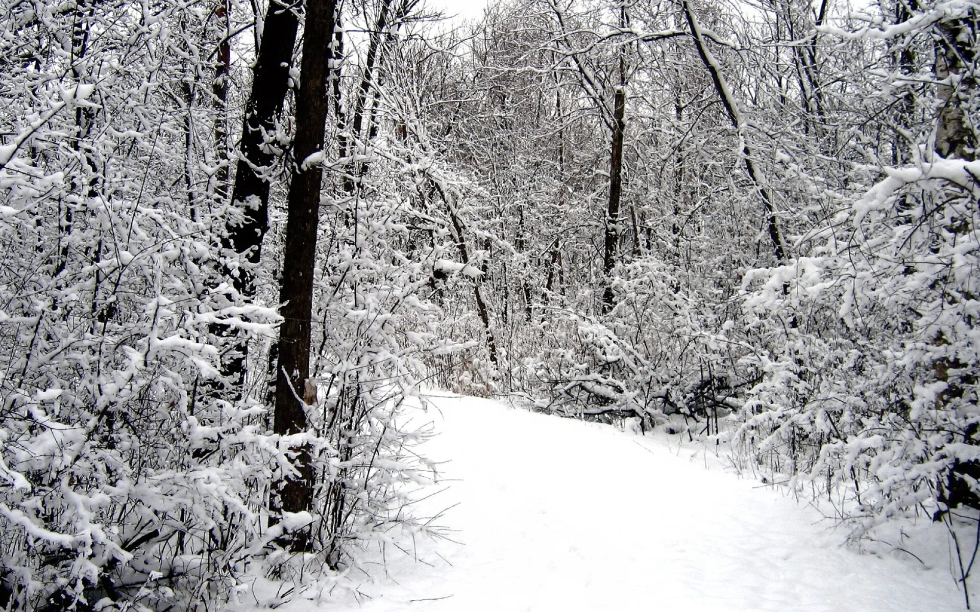 Заснеженная дорога в лесу. Зимняя природа черно белая. Snow Wood. Обложка Одноклассники зимний лес. Звук снежка