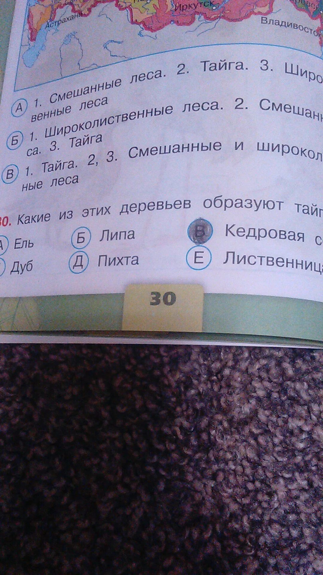 Какие из этих деревьев образуют тайгу. Какие окружающий мир какие из этих деревьев образуют тайгу. какие деревья образуют тайгу 4 класс. какие деревья образуют тайгу окружающий мир 4 класс.
