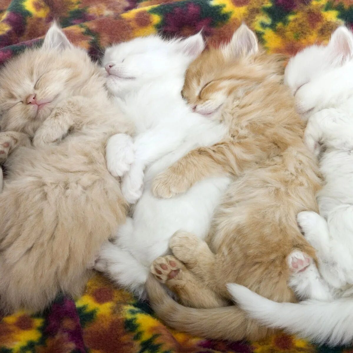 Приснилось много кошек. Много котов лежат. Приснилось много котят. Четыре кота спят. 5 Котов.