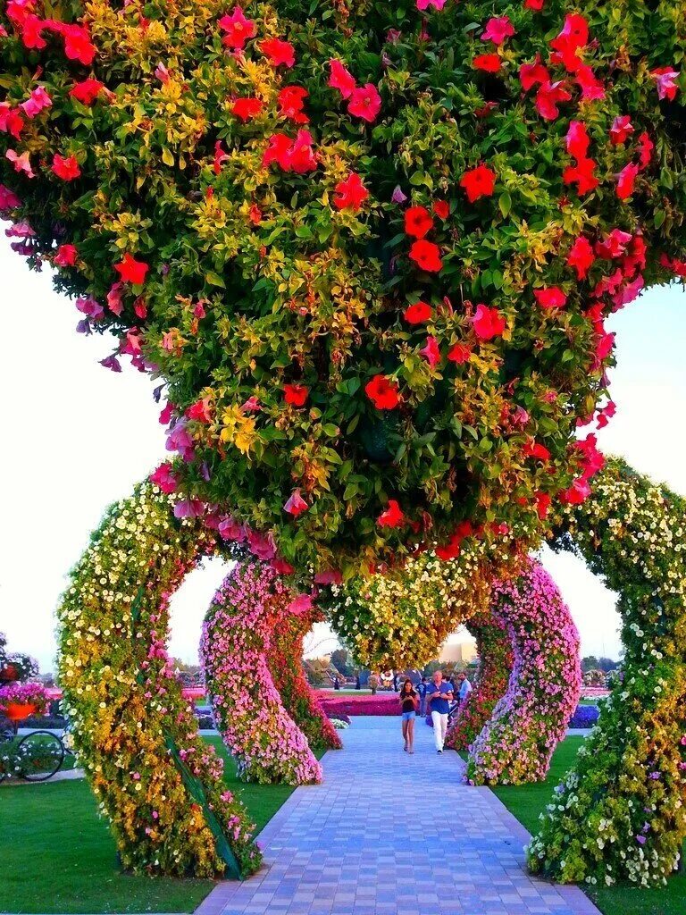 Фловер Гарден Дубай. Парк цветов Miracle Garden Дубай. Флауэрс Гарден парк. Миракл парк в Дубае. Сами красивая цвети