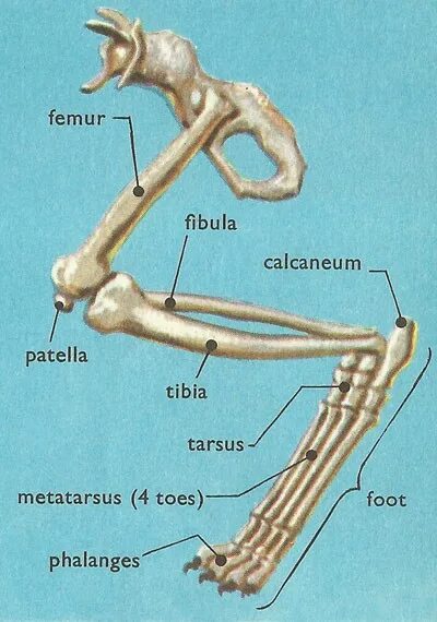 Строение передней лапы кошки кости. Строение кошачьей лапы скелет. Анатомия костей задних конечностей кошки. Лапа кошки анатомия костей. Строение лапок