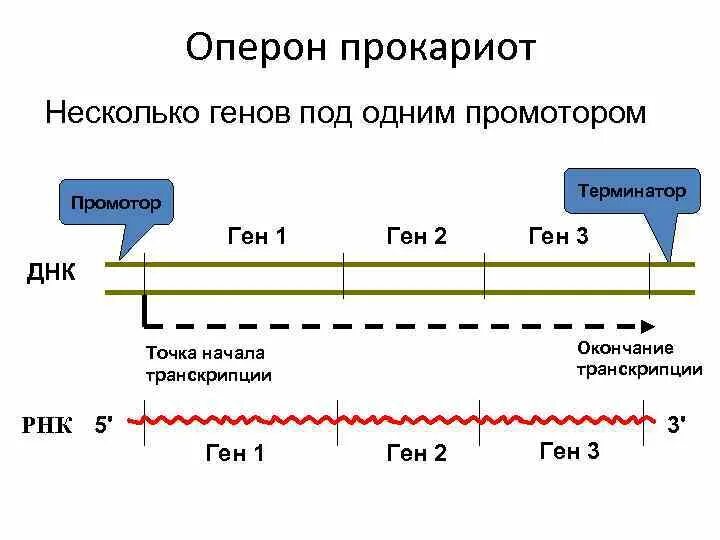 Регуляция у прокариот и эукариот