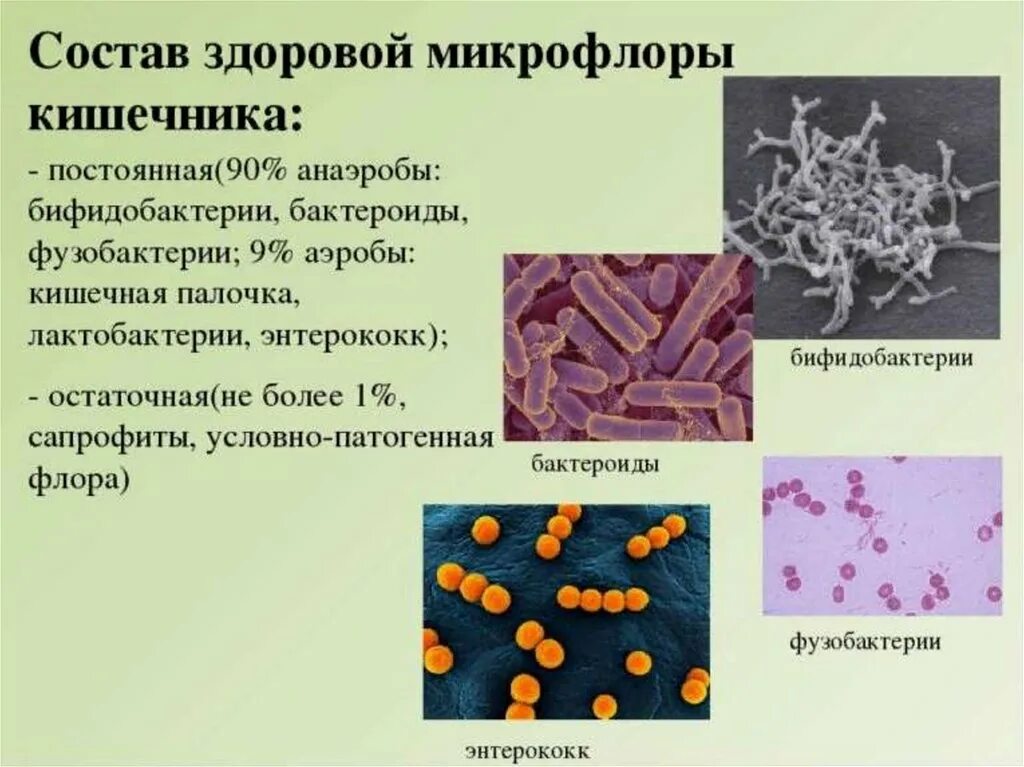 Роль бактерий толстого кишечника человека. Симбионтная микрофлора кишечника. Бактерии представители нормальной микрофлоры кишечника. Лактобактерии и бифидобактерии. Лактобациллы, бифидобактерии и бактероиды.