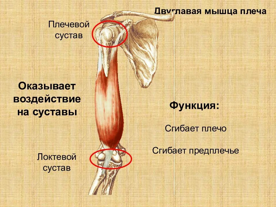 К чему крепятся мышцы. Двуглавая мышца плеча анатомия. Функция головки двуглавой мышцы. Бицепс плеча анатомия. Двуглавая мышца плеча анатомия крепление.