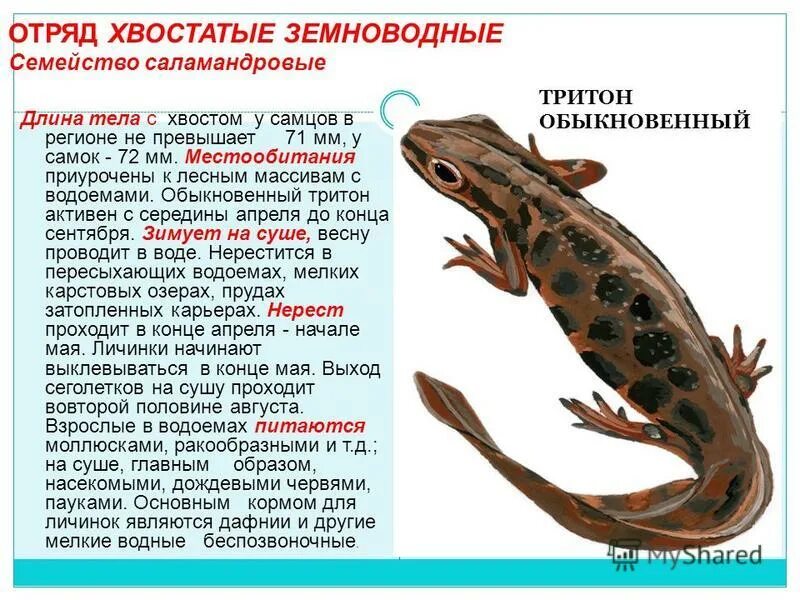Обыкновенный тритон. Особенности отряда хвостатые земноводные. Класс амфибии отряд хвостатые. Тритоны значение. Класс земноводные отряд хвостатые.