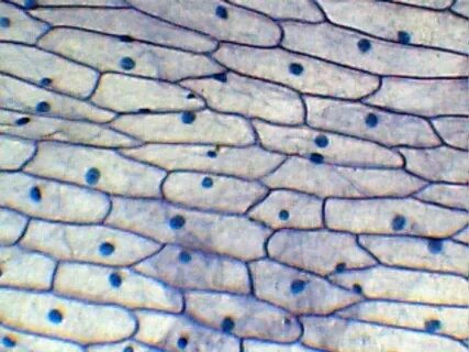 Біреудің орыс әйелінің порно массажы