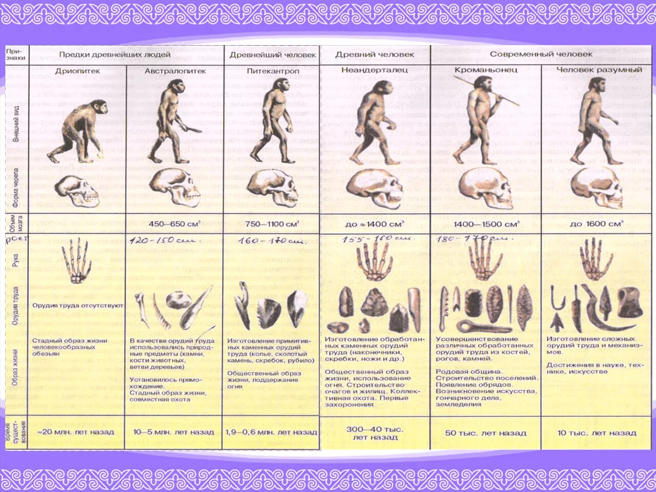 Эволюционные предков человека. Стадии эволюции человека таблица дриопитек. Таблица Эволюция человека 11 класс дриопитеки. Этапы эволюции человека таблица дриопитек. Этапы эволюции предков человека таблица.
