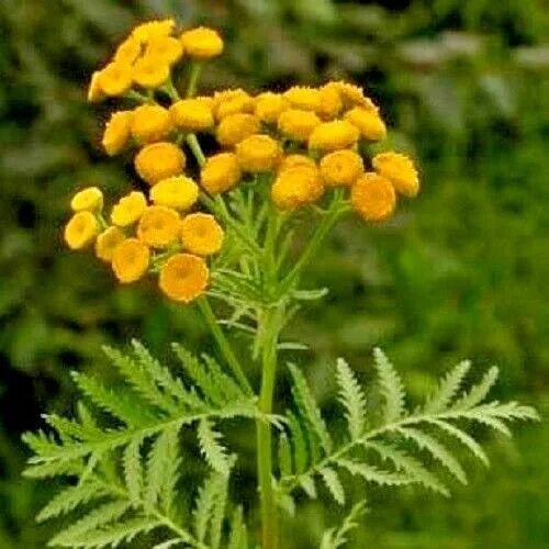 Free Images : flower, herb, yellow, flora, wildflower, flowers, asteraceae, yarr