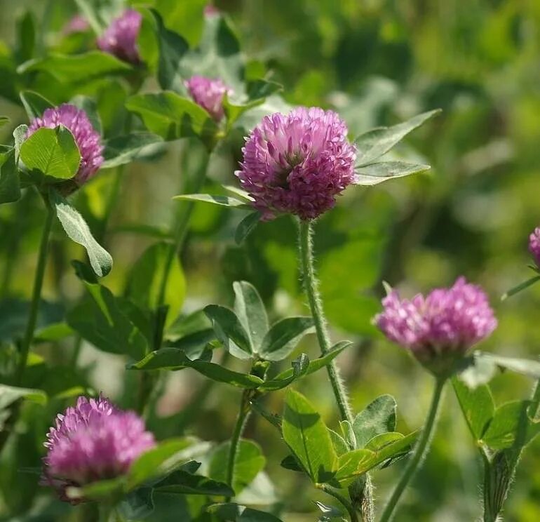 Когда цветет клевер. Красный Клевер Trifolium pratense. Клевер Луговой (Trifolium pratense). Клевер Любисток. Лекарственные луговые растения Луговой Клевер.