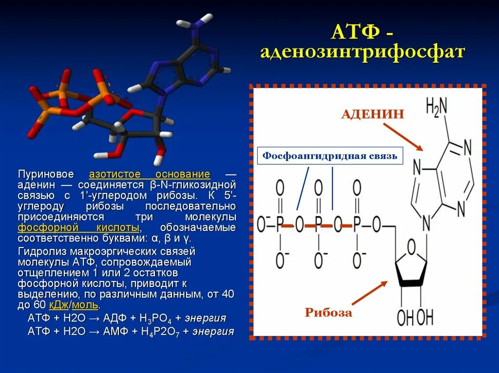 3 части атф. Молекула АТФ аденозин. Аденозин- 5 – трифосфата (АТФ). Химическая структура АТФ биохимия. Аденозин 3 фосфорная кислота.