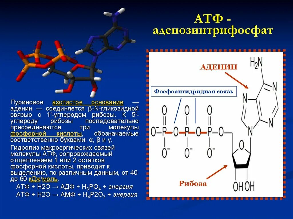 Атф na. Молекула АТФ аденозин. Аденозин- 5 – трифосфата (АТФ). Химическая структура АТФ биохимия. Аденозин 3 фосфорная кислота.