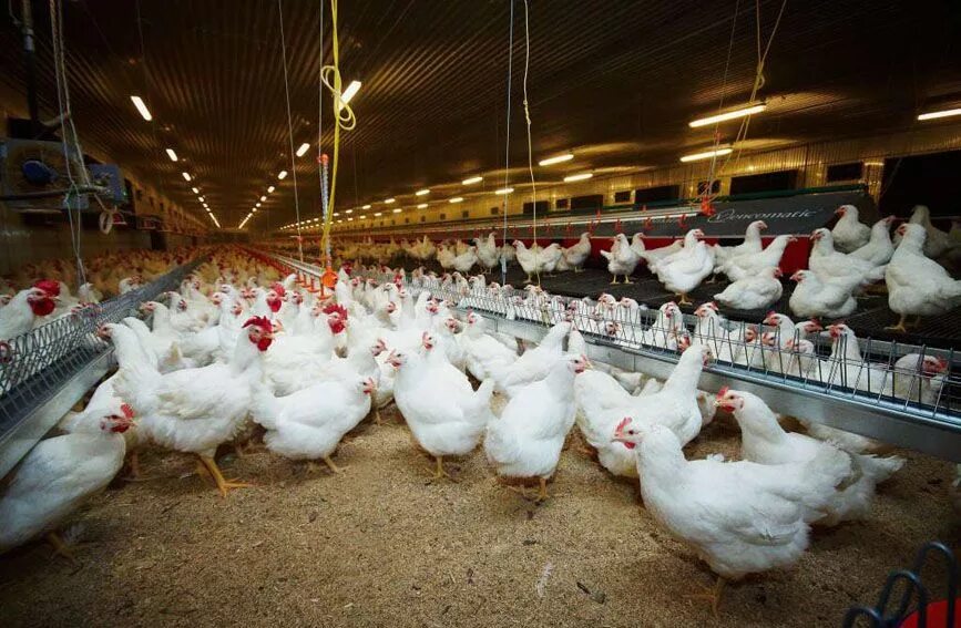 Отрасли животноводства в крыму. Узловская птицефабрика. Птичник инкубатор. Ставропольский край г невинномысск птицефабрика. Современная птицеферма.