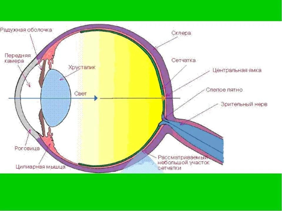Функции оболочки глаза сетчатка. Зрительный анализатор слепое пятно. Центральная ямка желтое пятно сетчатки. Слепое пятно сетчатки. Центральная ямка сетчатки глаза.