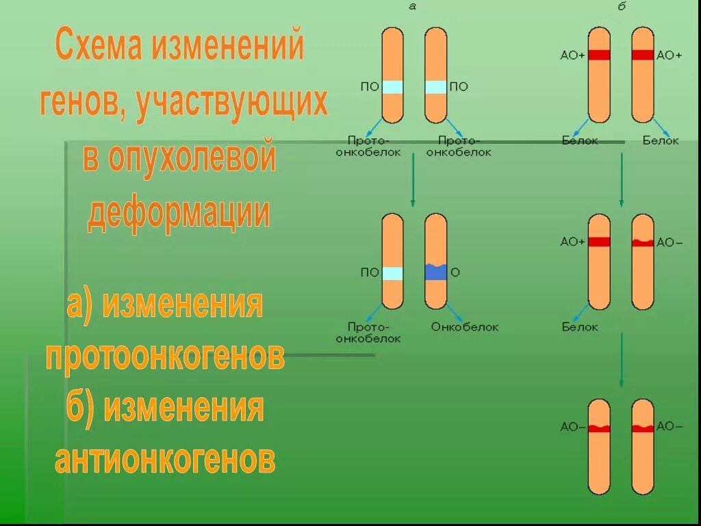 Причины изменения генов. Изменение генов. Гены. Изменения функциональных генов. Изменения в гене.