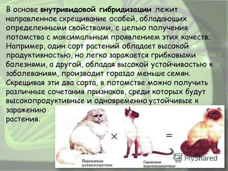 направленное скрещивание. методы селекции животных инбридинг. комбинативная наследственная изменчивость. межвидовая отдаленная гибридизация. гибридизация неродственная селекции животных.