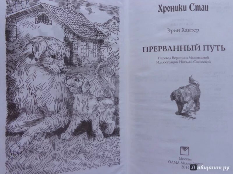 Хроники стаи книга. Эрин Хантер хроники стаи Прерванный путь. Книги хроники стаи путешествие изгнанницы. Эрин хантер хроники стаи