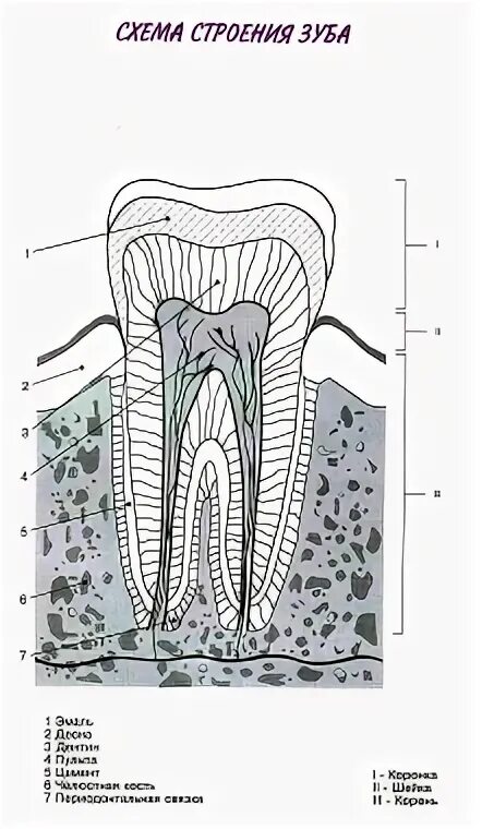 Семерка нижняя строение зуба. Структура строение зуба. Строение зуба человека схема. Строение зуба без обозначений.