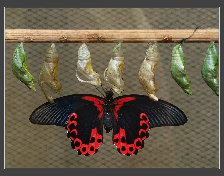 Кокон бабочки парусник Румянцева. Куколка бабочка Papilio Rumanzovia. Парусник Румянцева бабочка куколка. Куколка бабочки Papilio Rumanzovia (парусник Румянцева).