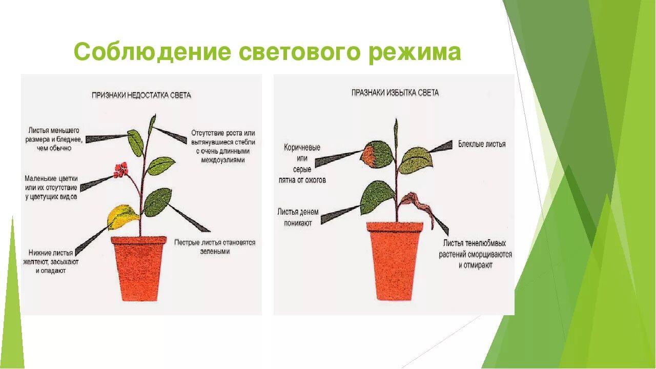 При какой температуре можно выносить комнатные цветы. Световой режим растений. Влияние освещенности на растения. Световой режим комнатных растений. Растение при недостатке света.