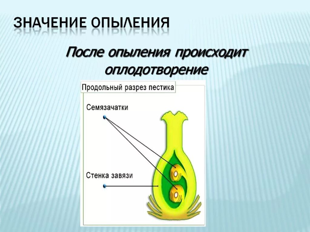 Опыление и оплодотворение растений. Опыление и оплодотворение цветковых растений. Значение опыления. Опыление и оплодотворение цветка. Установите соответствие между характеристиками оплодотворения после опыления