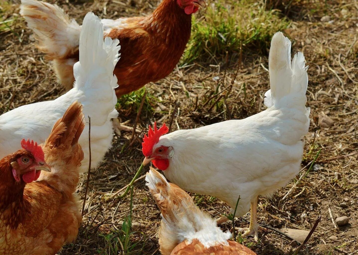 Где купить живой курицу. Куры несушки. Домашние куры несушки. Домашняя курица Живая. Домашние курочки несушки.