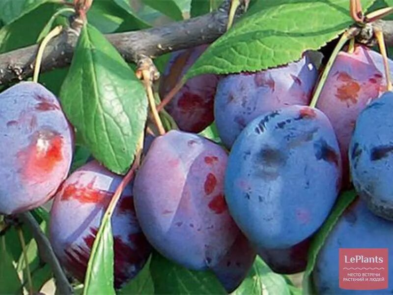 Озарк сорт слива. Таблица углеводов в продуктах для диабетиков 1. Слива памяти тимирязева. Слива хе. Слива сорт стенлей.