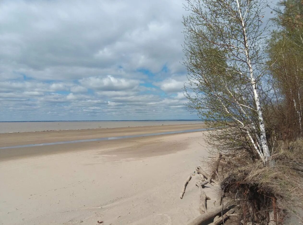 Погода в бердске. Обское море Бердск. Обское море Бердская коса. Бердская коса Новосибирск. Обское море Бердск май.