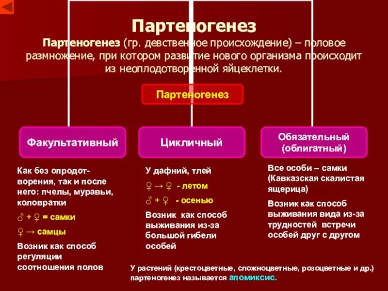 Размножается партеногенетически. Партеногенез вид размножения. Партеногенез форма размножения. Партеногенез это в биологии 9 класс. Половое размножение партеногенез.