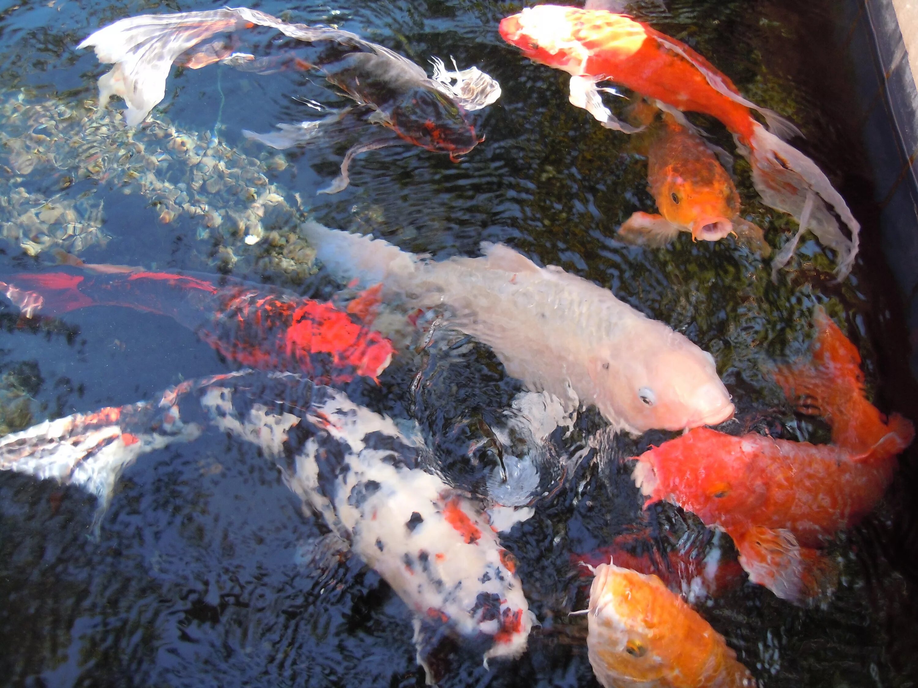 Карп кои вуалевый. Японский вуалевый Карп - кои. Карп-кои (Cyprinus Carpio) аквариум. Парчовый Карп. Карп кои авито