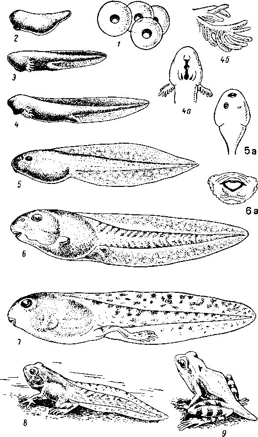 Развитие головастика земноводных. Головастик остромордой лягушки. Стадии развития головастика лягушки. Головастик личиночная стадия развития лягушки. Остромордая лягушка стадия развития.