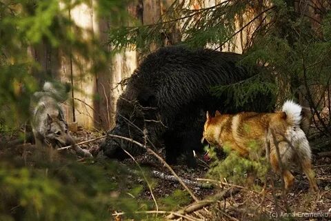 Лайка кабанов