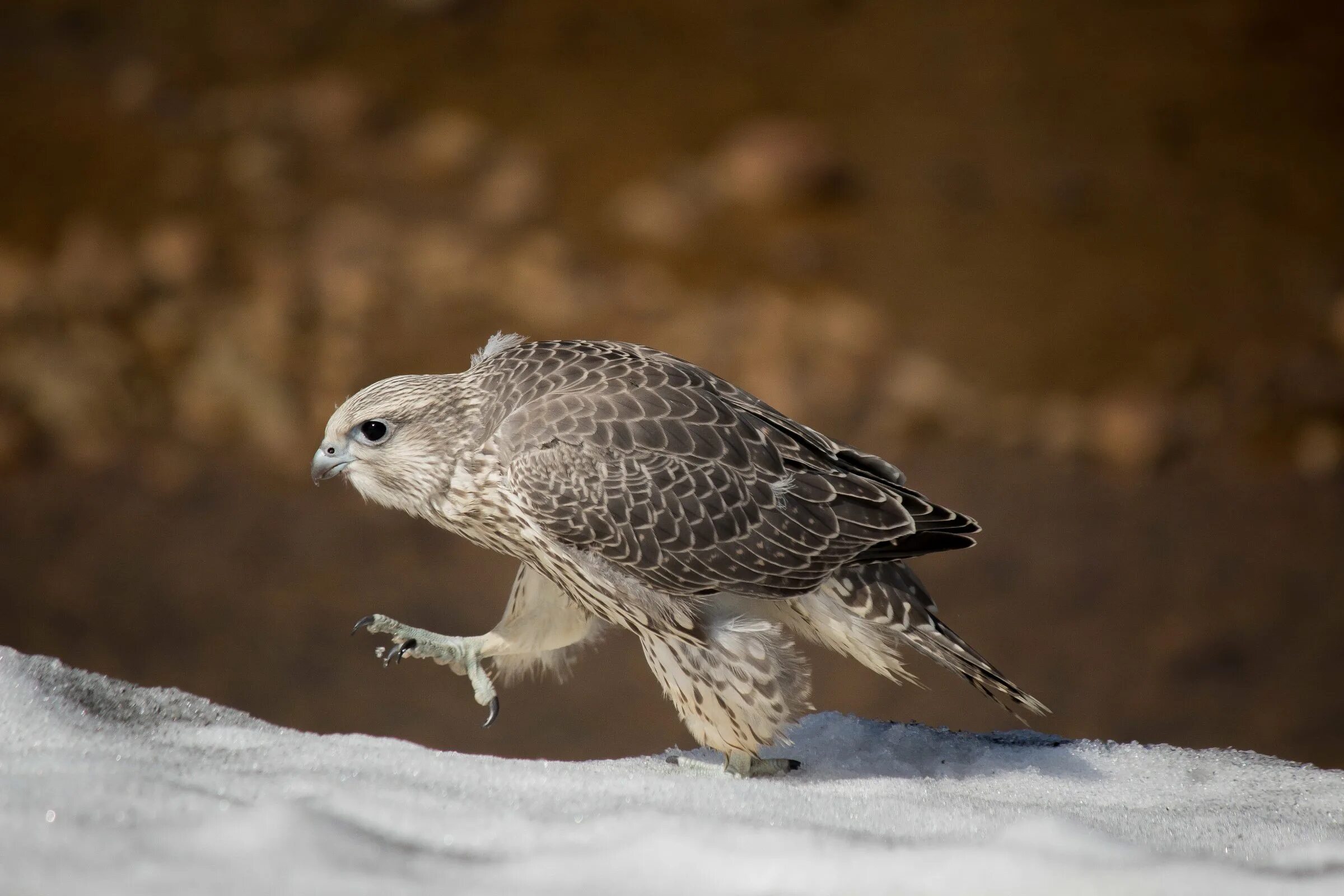 Кречет - falco rusticolus linnaeus. Кречет falco rusticolus. Исландский кречет. Камчатская кречета. Камчатская кречета.