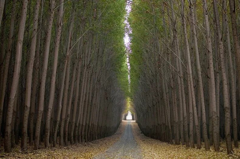 Tree farm