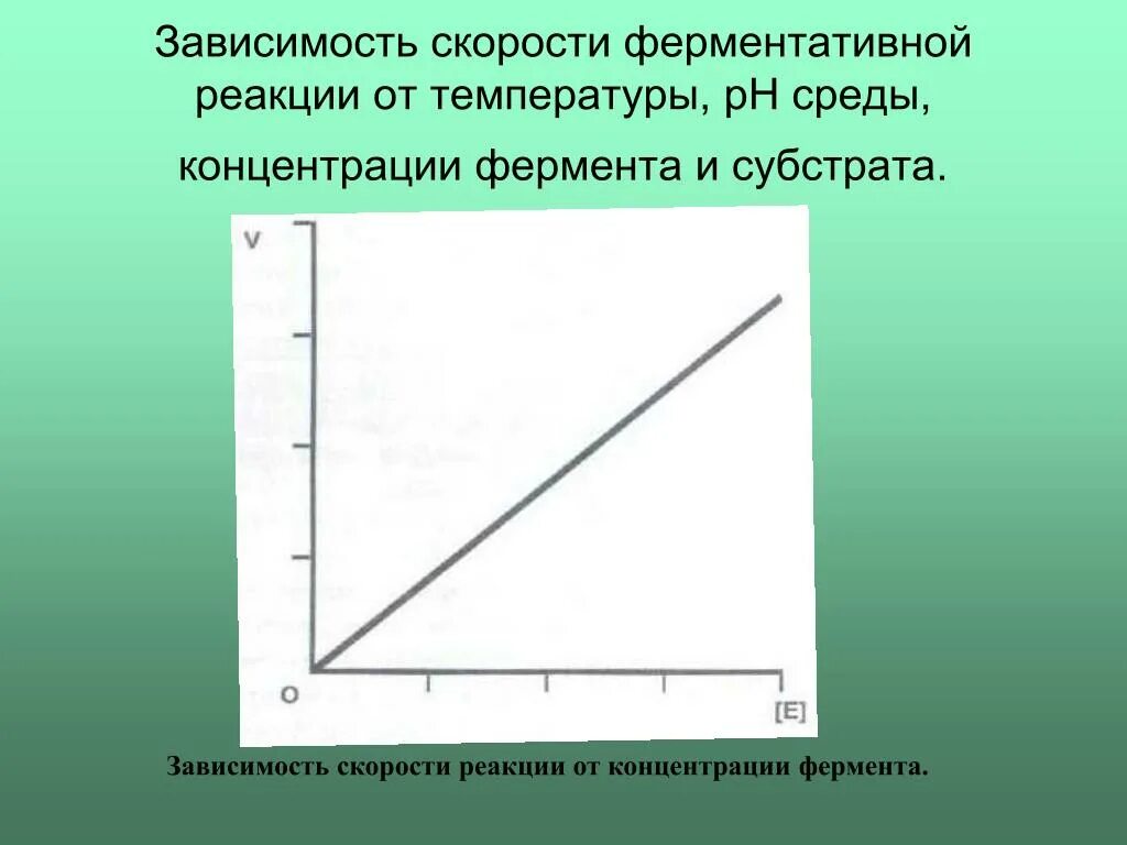 Как зависит скорость от температуры. Зависимость скорости ферментативной реакции от температуры среды. зависимость концентрации от температуры. зависимость скорости от концентрации фермента. зависимость ферментативной реакции от концентрации фермента.