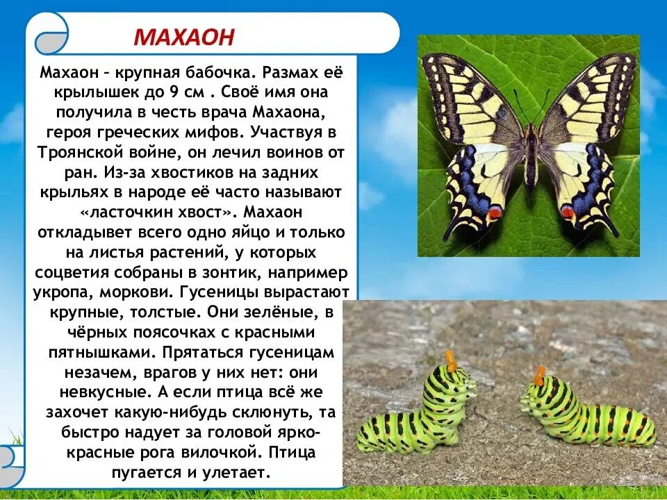 Рассказ о бабочках 2 класс. Бабочка Махаон Адмирал. Описание бабочки. Бабочка Адмирал интересные факты. Интересные сведения о бабочке Адмирал.