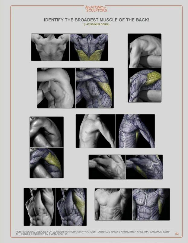 Anatomy 4pda