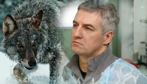 Волк выход серий