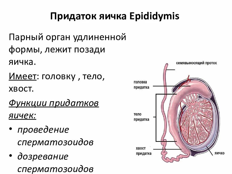 Придаток яичка функции