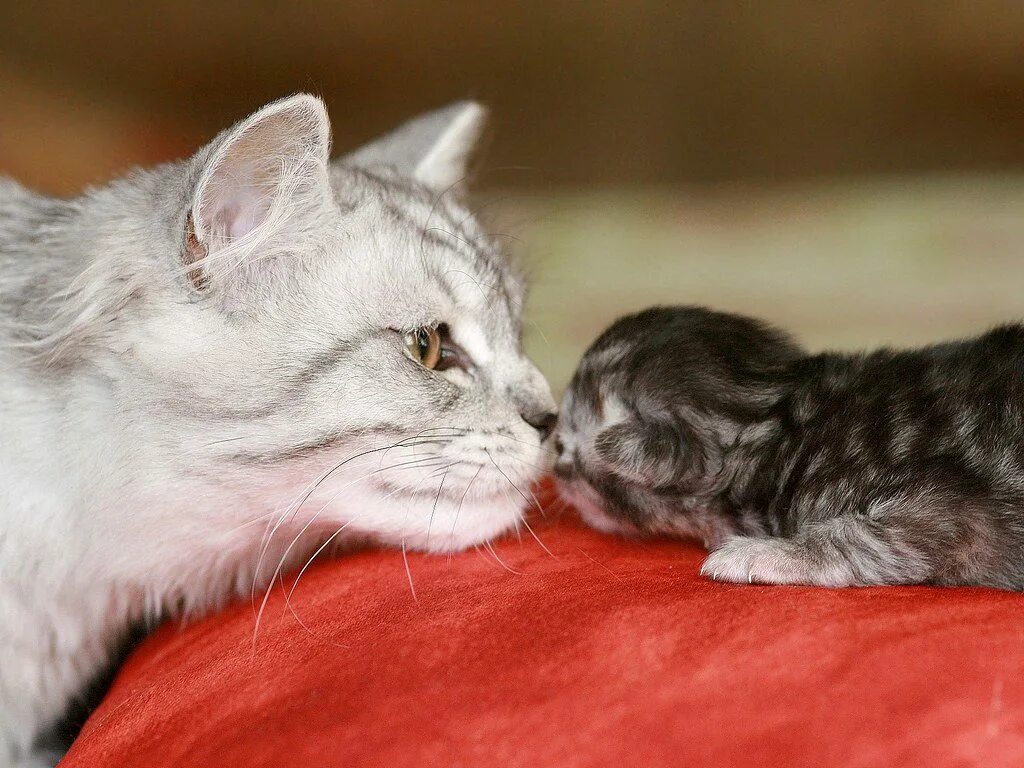 Кошка с котятами. Мама кошка и котенок. Маленькие котята с мамой. Кошки для мема. Взрослая кошечка