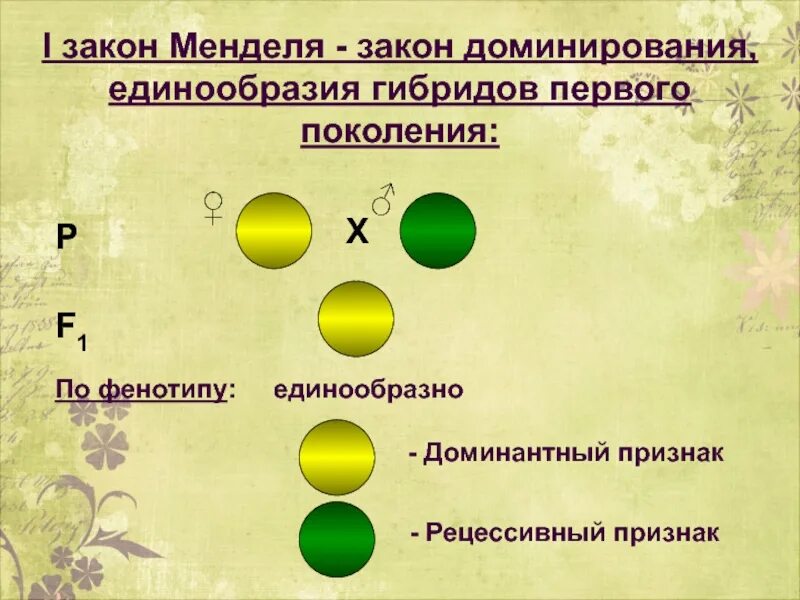 Моногибридное скрещивание первое поколение. Моногибридное скрещивание закон доминирования. Первый закон Менделя закон доминирования. Закон доминирования и единообразия гибридов первого поколения. Первый закон Менделя - закон единообразия.