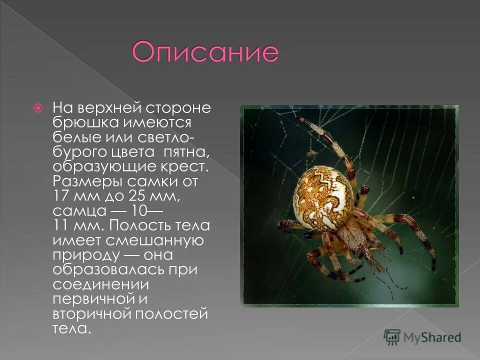 Класс паукообразные паук крестовик. Паук-крестовик гермафродит. окружающий мир 3 класс про паука крестовика. паук крестовик красная книга. паук крестовик размножение.
