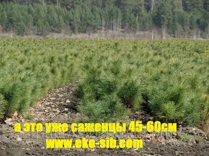 Кедр сад интернет магазин саженцы почтой