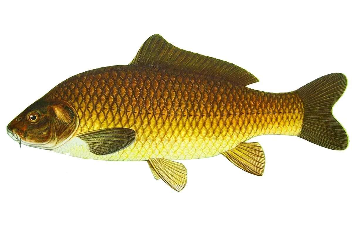 Карп обыкновенный – Cyprinus Carpio. Сазан (Cyprinus Carpio). Сазан (= Карп обыкновенный) – Cyprinus Carpio. Сазан Речной. Сазан виды рыбы