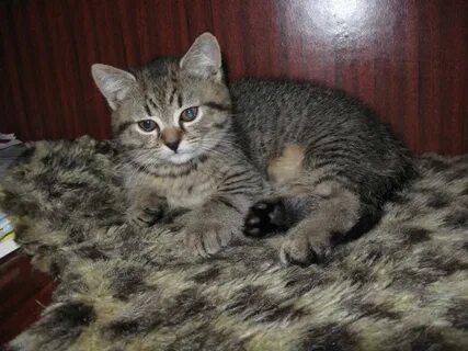 Котенок 2 месяца форум