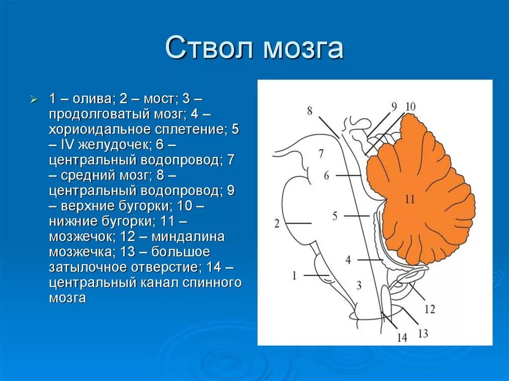 Структура ствола мозга включает. Ствол мозга. Ствол мозга схема. Ствол мозга оливы. Ствол мозга рисунок.