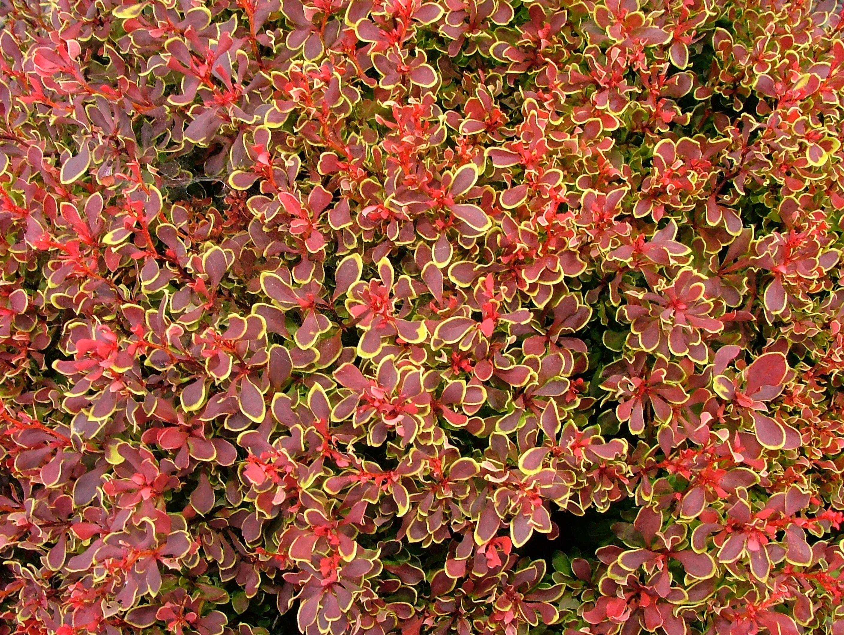 Голден ринг описание. Барбарис Тунберга. Барбарис Тунберга (Berberis thunbergii). Барбарис Тунберга Голден ринг. Барбарис Тунберга Golden Ring.